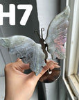 Small Butterfly Wings