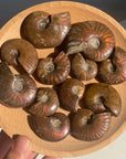 Rainbow Ammonite