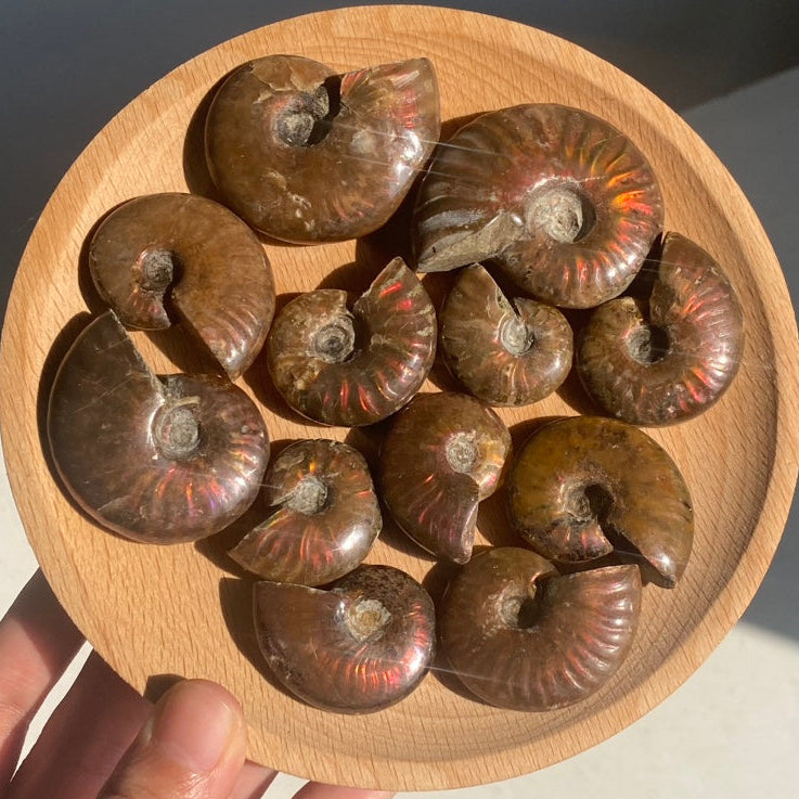 Rainbow Ammonite