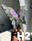 Small Butterfly Wings