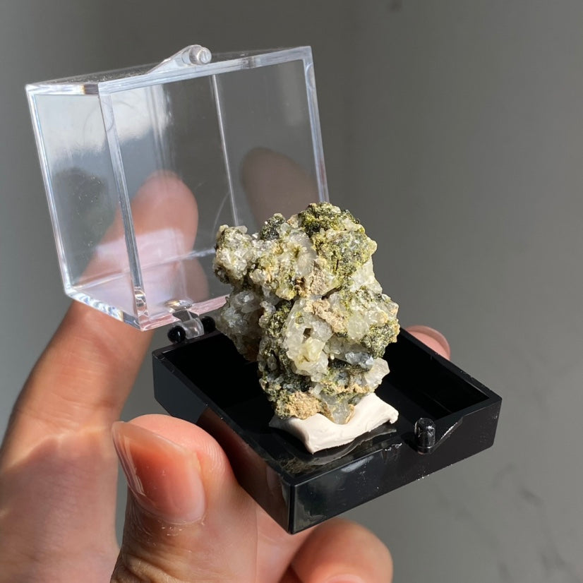 Specimen Display Box