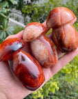 Carnelian Mushroom