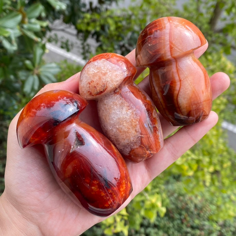Carnelian Mushroom