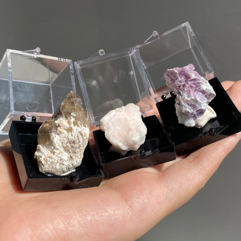 Specimen Display Box