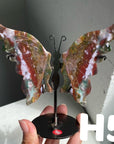 Small Butterfly Wings