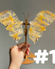 Golden Healer Butterflly (imperfect)