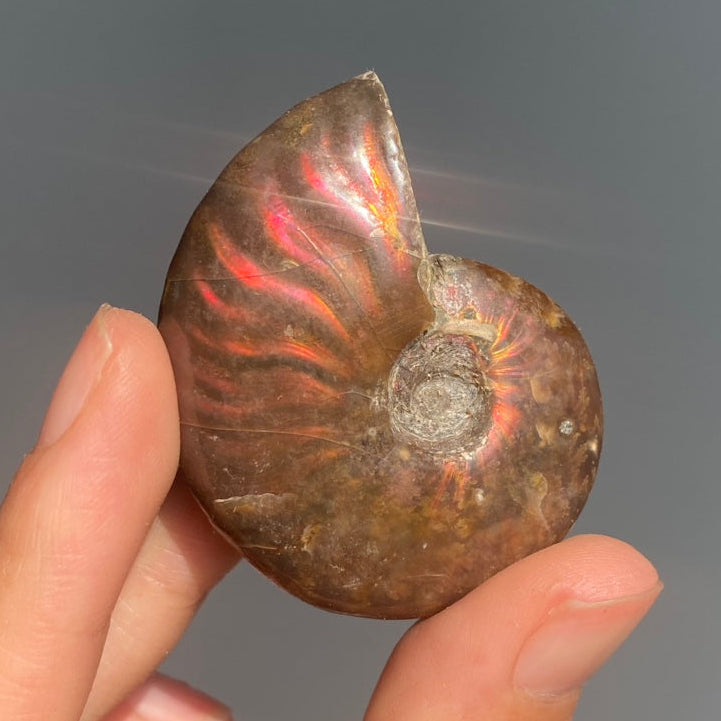 Rainbow Ammonite
