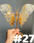 Golden Healer Butterflly (imperfect)
