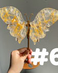 Golden Healer Butterflly (imperfect)