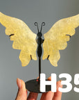 Small Butterfly Wings