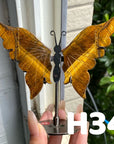 Small Butterfly Wings