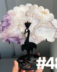 Clearance Peacock Wings