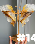 Golden Healer Butterflly (imperfect)