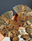 Ammonite