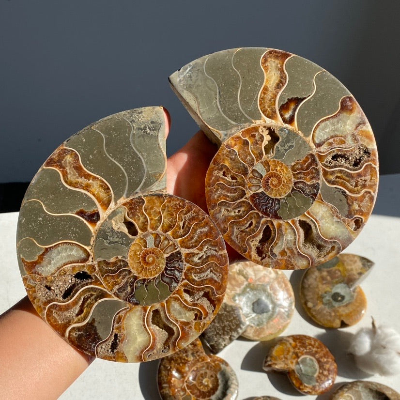 Ammonite