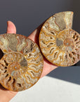 Ammonite