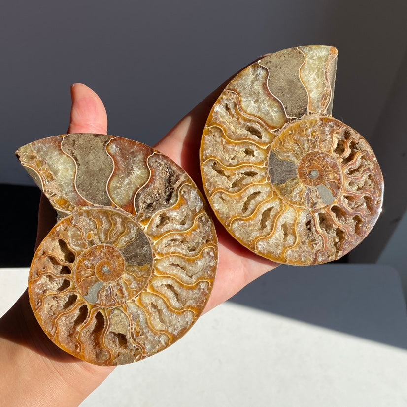 Ammonite