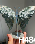Small Butterfly Wings