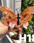 Small Butterfly Wings