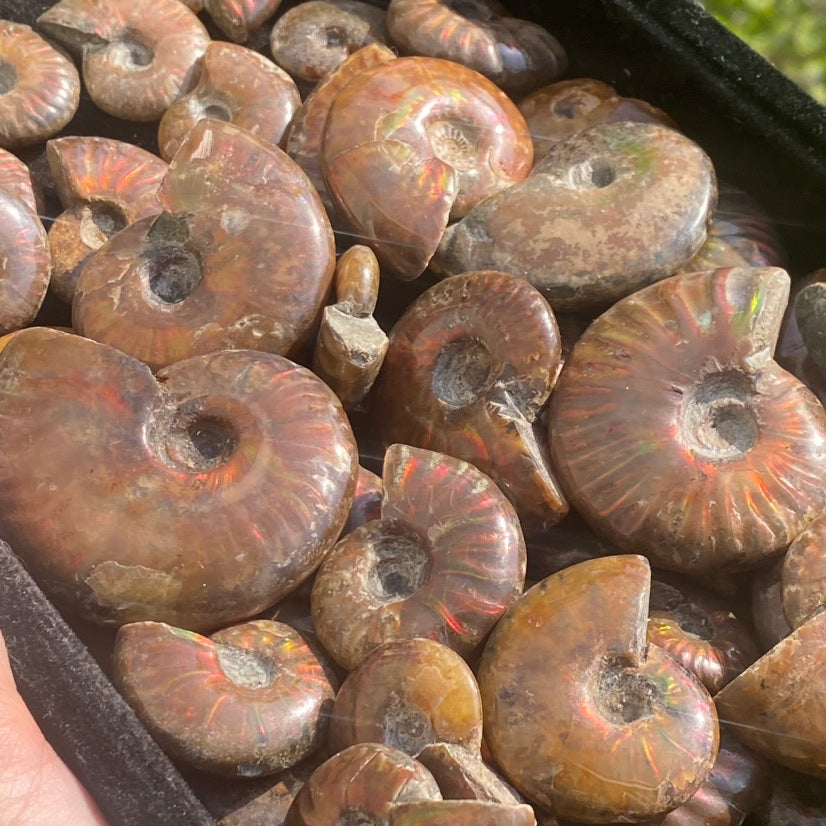 Rainbow Ammonite