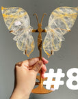 Golden Healer Butterflly (imperfect)