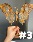 Golden Healer Butterflly (imperfect)