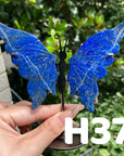 Small Butterfly Wings