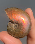 Rainbow Ammonite