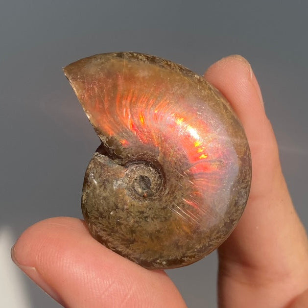 Rainbow Ammonite