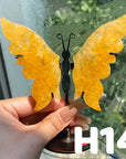 Small Butterfly Wings