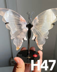 Small Butterfly Wings