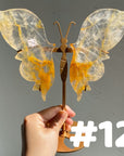 Golden Healer Butterflly (imperfect)