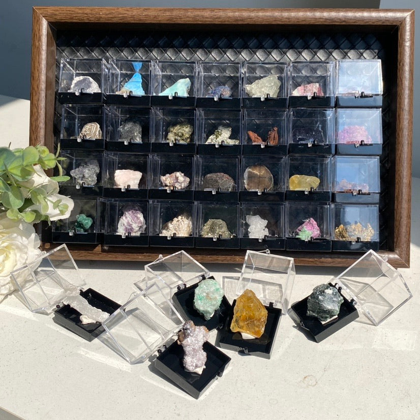 Specimen Display Box