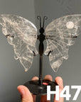 Small Butterfly Wings