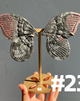 Clearance Butterfly Wings